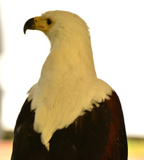 Schrei-Seeadler (3).jpg